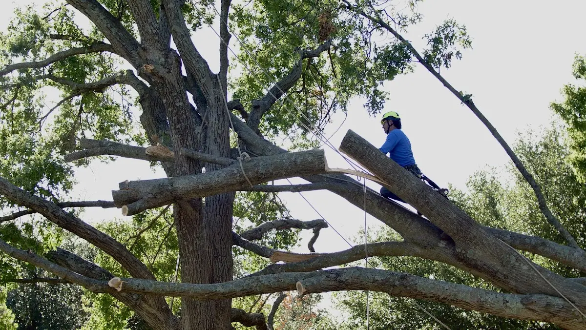 Professional Hazardous Tree Removal performed by certified arborists in Neponset